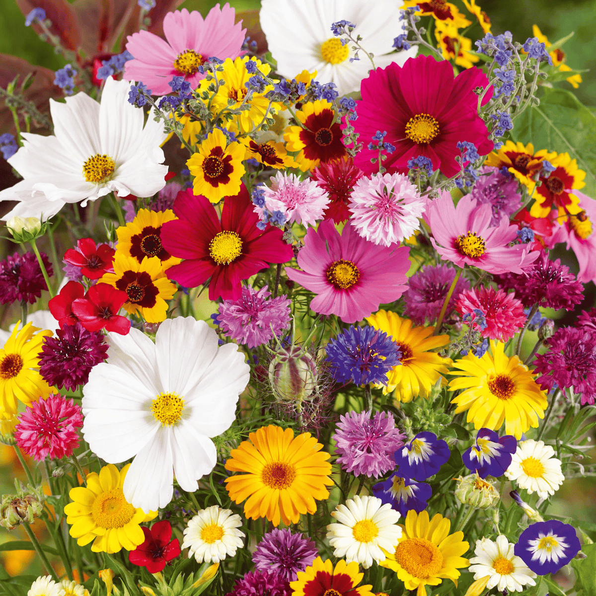 FlowerBurst™ | Säen Sie jetzt und freuen Sie sich auf den Frühling