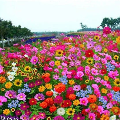 FlowerBurst™ | Säen Sie jetzt und freuen Sie sich auf den Frühling