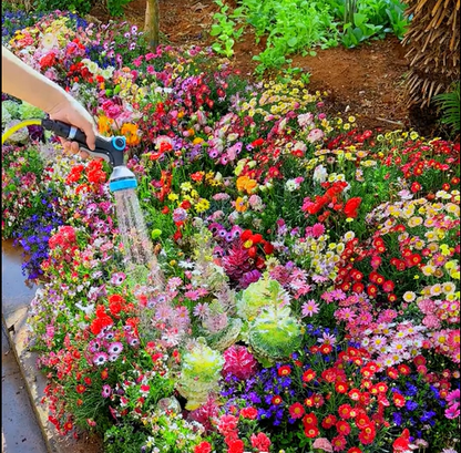 FlowerBurst™ | Säen Sie jetzt und freuen Sie sich auf den Frühling