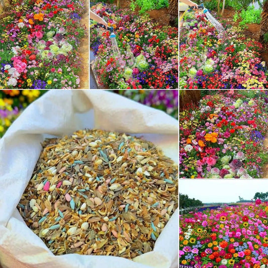 FlowerBurst™ | Säen Sie jetzt und freuen Sie sich auf den Frühling