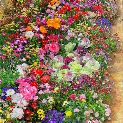 FlowerBurst™ | Säen Sie jetzt und freuen Sie sich auf den Frühling