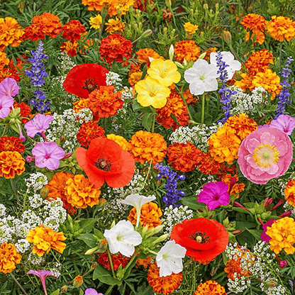 FlowerBurst™ | Säen Sie jetzt und freuen Sie sich auf den Frühling