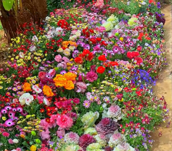 FlowerBurst™ | Säen Sie jetzt und freuen Sie sich auf den Frühling