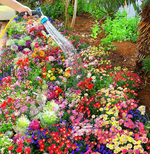 FlowerBurst™ | Säen Sie jetzt und freuen Sie sich auf den Frühling